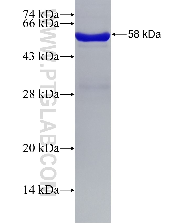 CA4 fusion protein Ag4960 SDS-PAGE