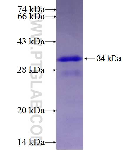CA4 fusion protein Ag5449 SDS-PAGE