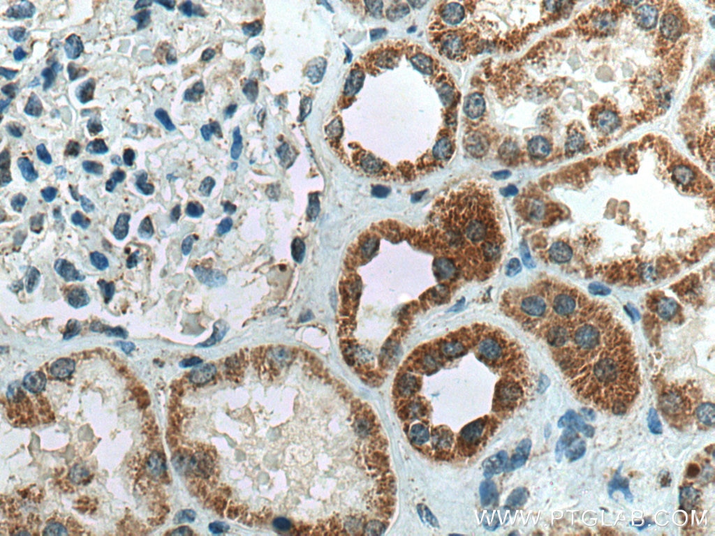 Immunohistochemistry (IHC) staining of human kidney tissue using CA5B Polyclonal antibody (13342-1-AP)