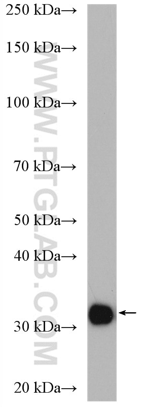 Western Blot (WB) analysis of mouse testis tissue using CA5B Polyclonal antibody (13342-1-AP)