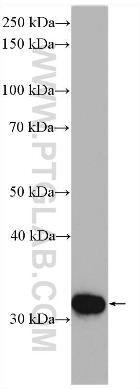 Western Blot (WB) analysis of mouse testis tissue using CA5B Polyclonal antibody (13342-1-AP)