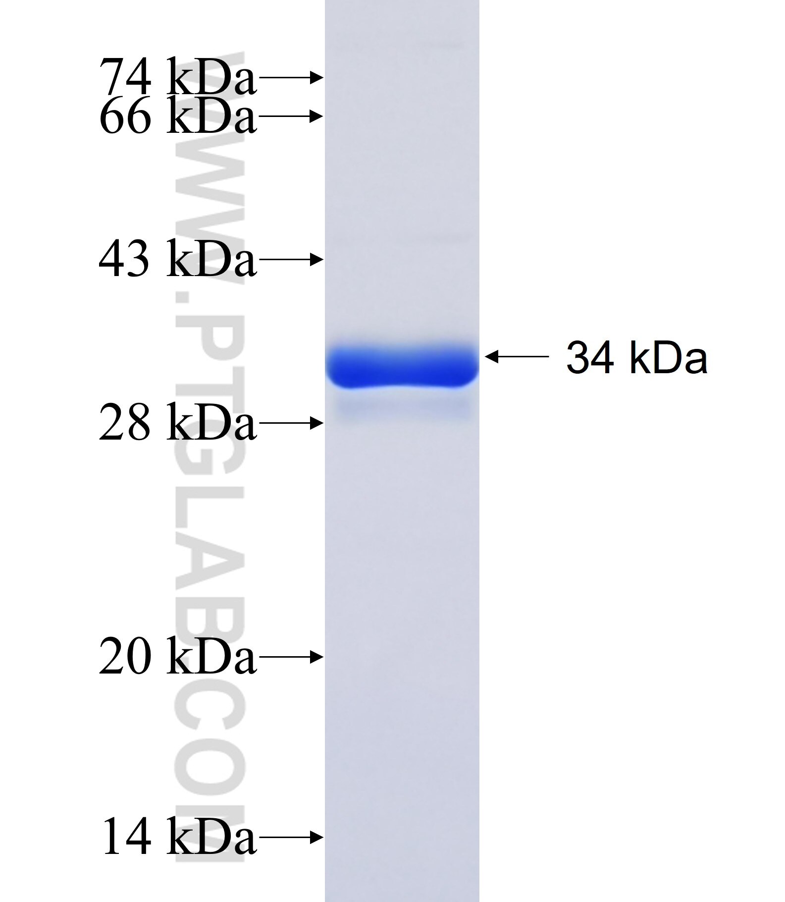 CA6 fusion protein Ag24207 SDS-PAGE