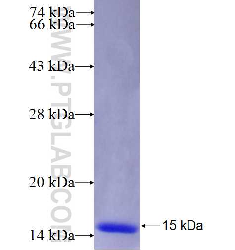 CA6 fusion protein Ag24274 SDS-PAGE