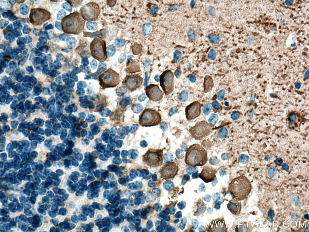 Immunohistochemistry (IHC) staining of mouse cerebellum tissue using CA8 Polyclonal antibody (12391-1-AP)