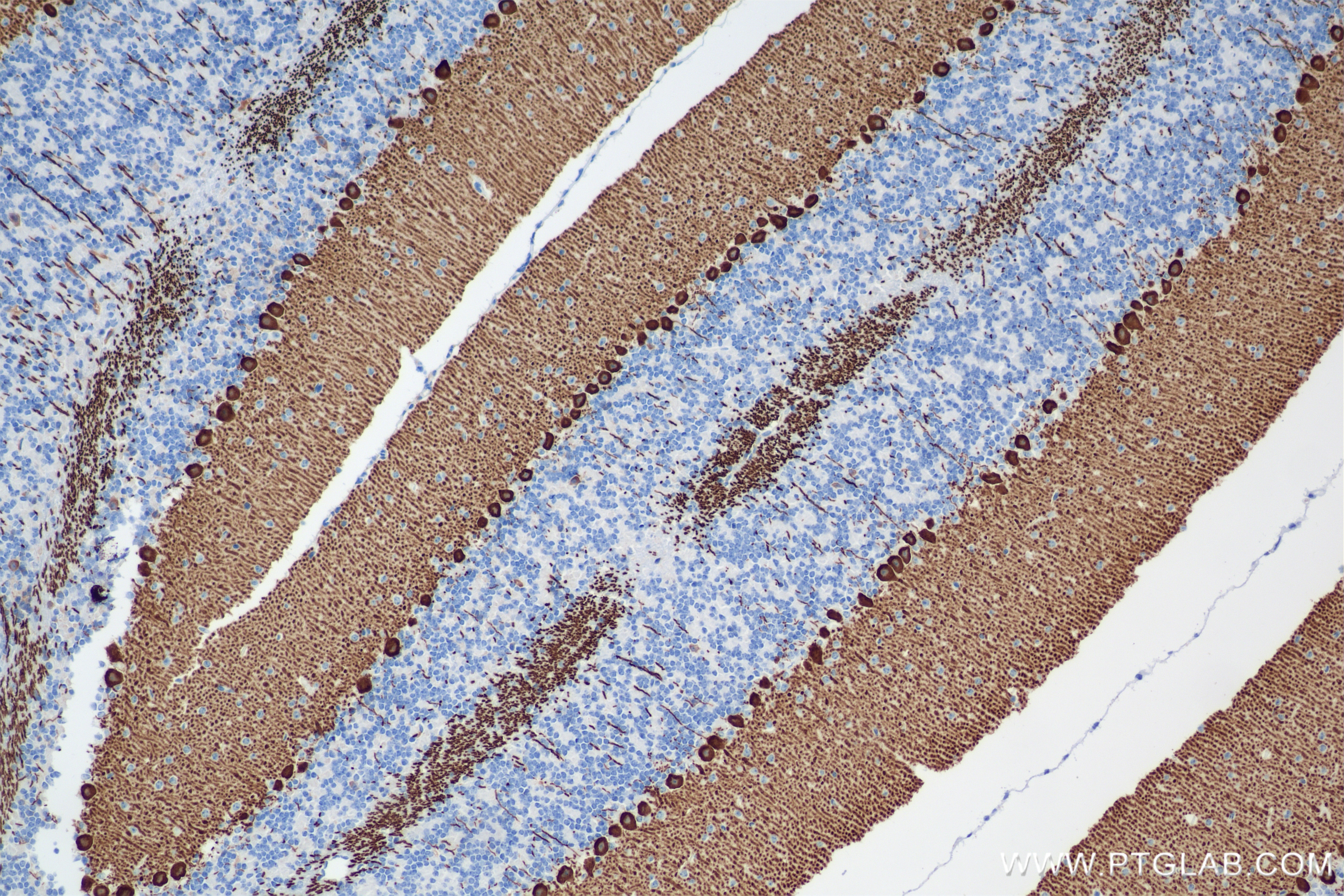 Immunohistochemistry (IHC) staining of Mouse cerebellum tissue using CA8 Recombinant antibody (86004-1-RR)