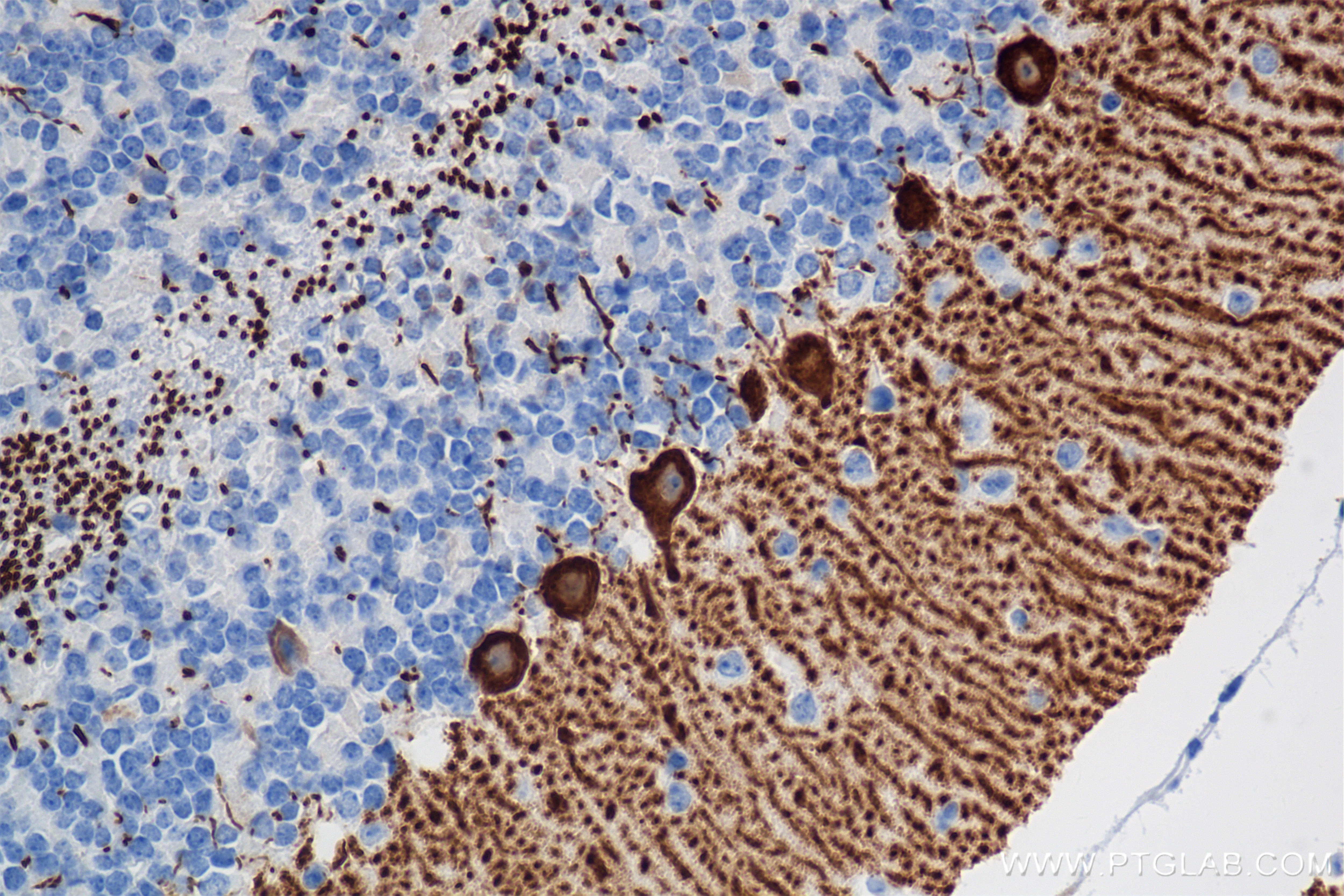 Immunohistochemistry (IHC) staining of Mouse cerebellum tissue using CA8 Recombinant antibody (86004-1-RR)