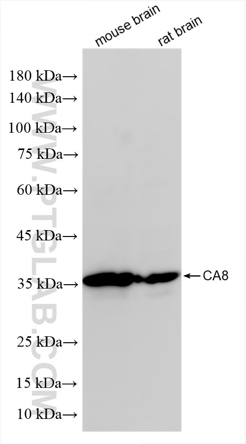Western Blot (WB) analysis of various lysates using CA8 Recombinant antibody (86004-2-RR)