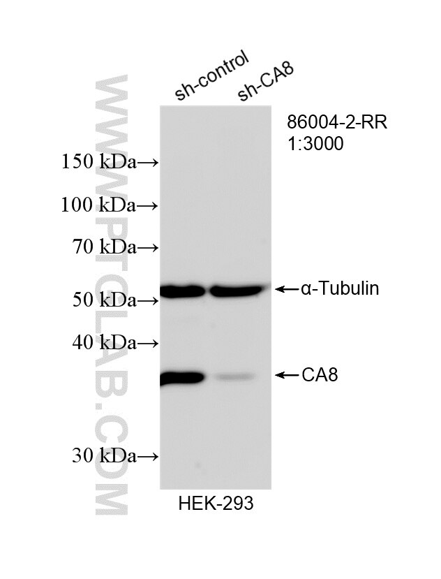 WB analysis of HEK-293 using 86004-2-RR Western Blot (WB) analysis of HEK-293 cells using CA8 Recombinant monoclonal antibody (86004-2-RR)