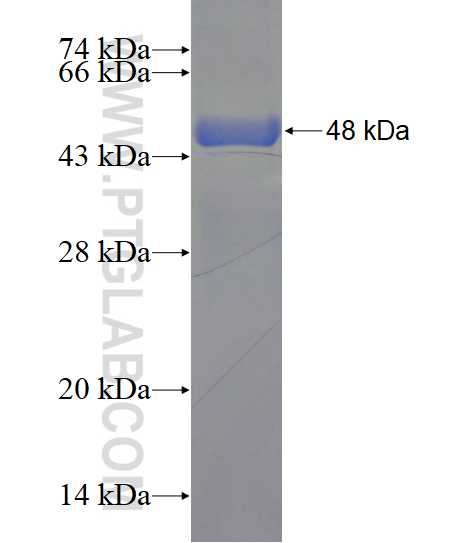 CA8 fusion protein Ag3068 SDS-PAGE