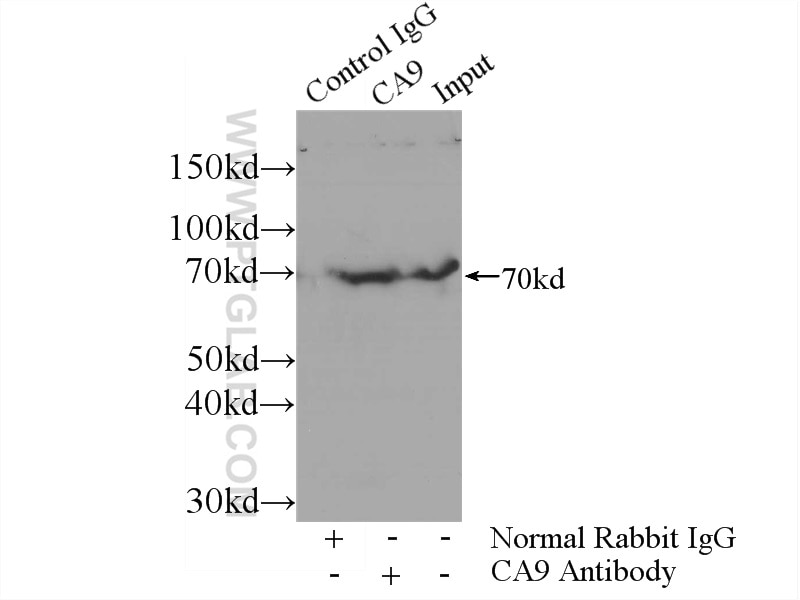 Immunoprecipitation (IP) experiment of mouse liver tissue using CA9 Polyclonal antibody (11071-1-AP)