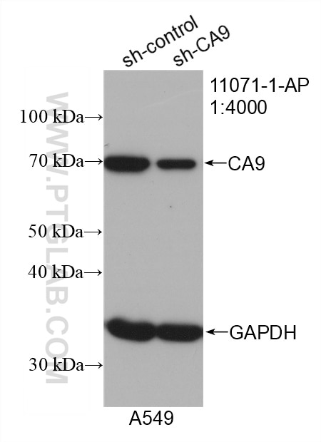 Western Blot (WB) analysis of A549 cells using CA9 Polyclonal antibody (11071-1-AP)