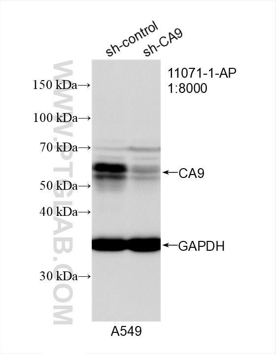 Western Blot (WB) analysis of A549 cells using Carbonic Anhydrase IX/CA9 Polyclonal antibody (11071-1-AP)
