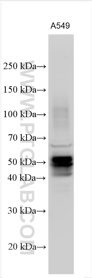 Western Blot (WB) analysis of A549 cells using Carbonic Anhydrase IX/CA9 Polyclonal antibody (11071-1-AP)