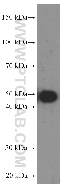 Western Blot (WB) analysis of pig brain tissue using CA9 Monoclonal antibody (66243-1-Ig)