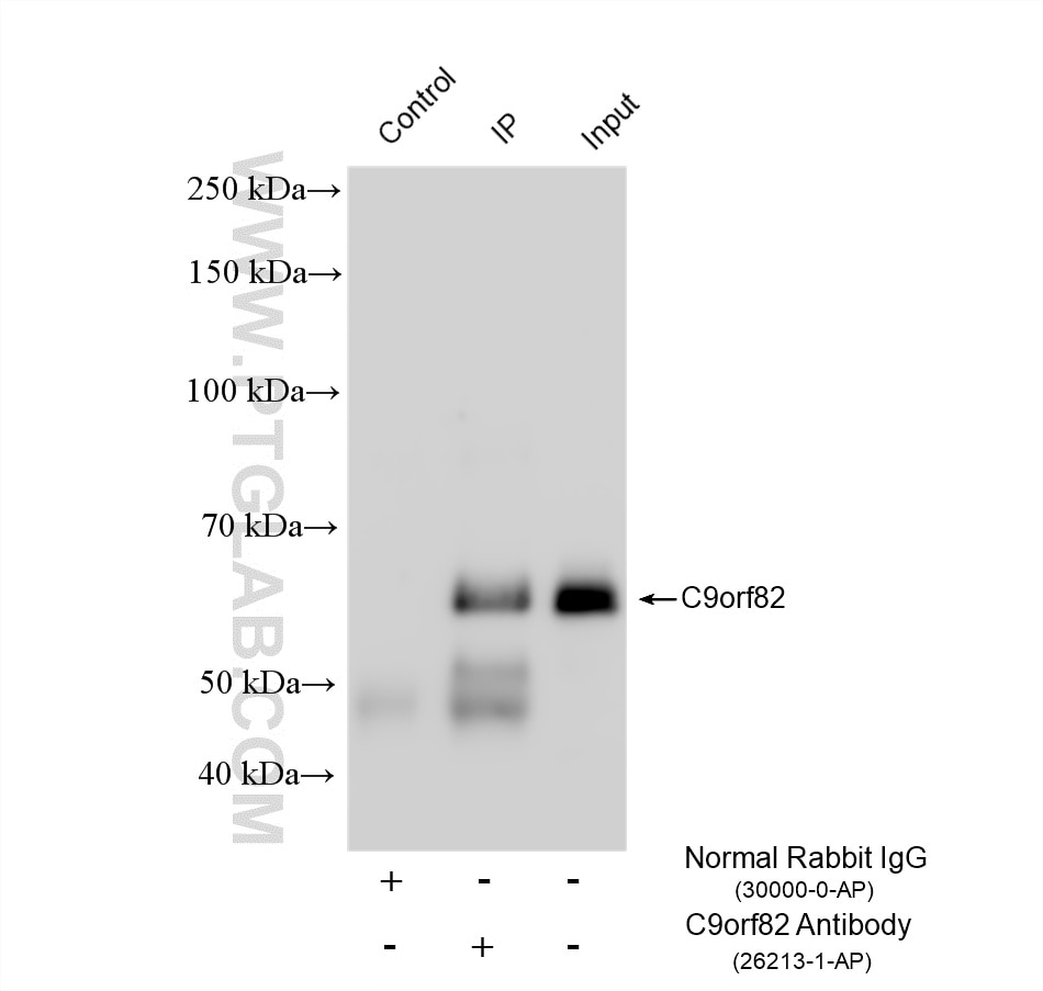 Immunoprecipitation (IP) experiment of A431 cells using CAAP1 Polyclonal antibody (26213-1-AP)