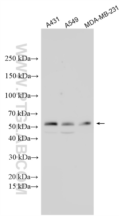 Western Blot (WB) analysis of various lysates using CAAP1 Polyclonal antibody (26213-1-AP)