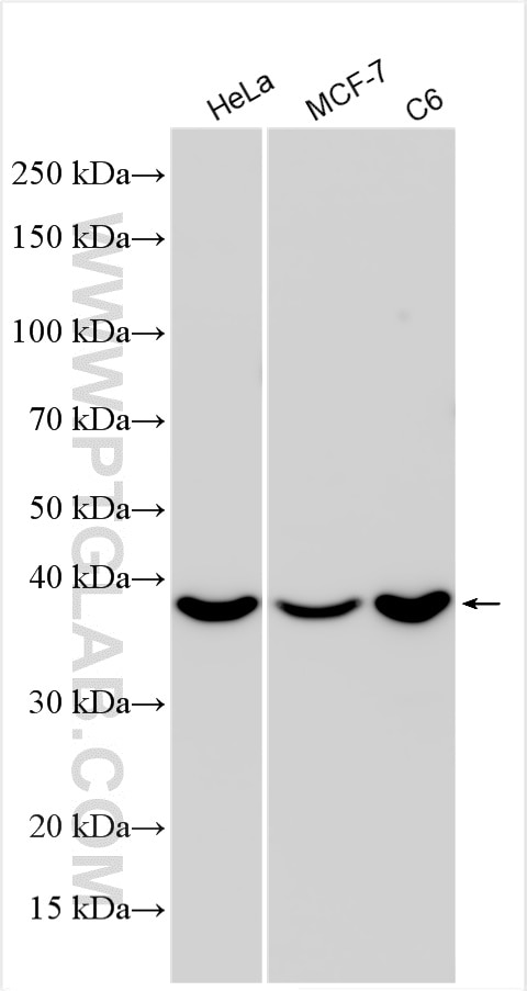 Western Blot (WB) analysis of various lysates using CAB39 Polyclonal antibody (31710-1-AP)