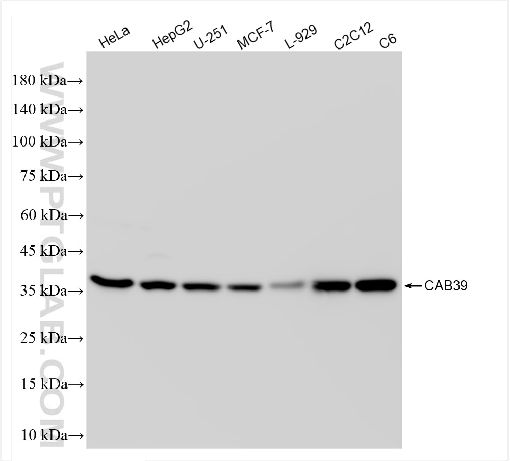 Western Blot (WB) analysis of various lysates using CAB39 Recombinant antibody (84760-4-RR)