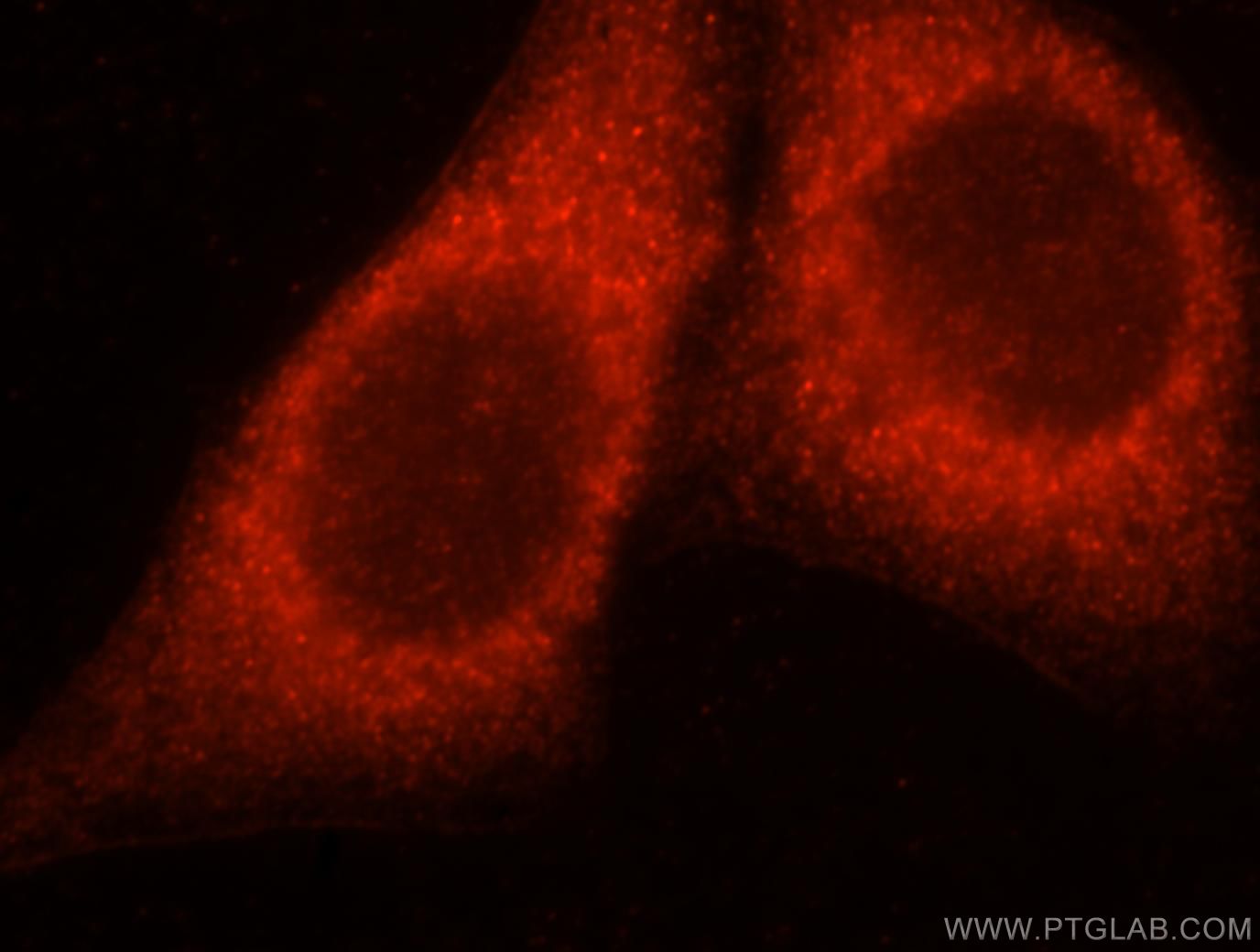 Immunofluorescence (IF) / fluorescent staining of HepG2 cells using CAB39L Polyclonal antibody (16137-1-AP)