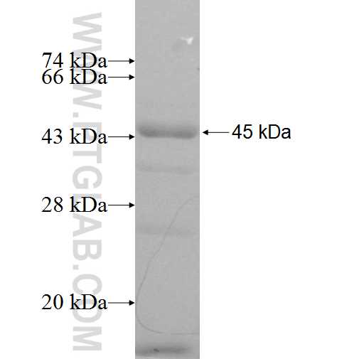 CAB39L fusion protein Ag9101 SDS-PAGE