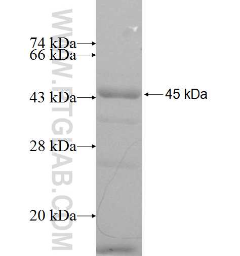 CAB39L fusion protein Ag9101 SDS-PAGE