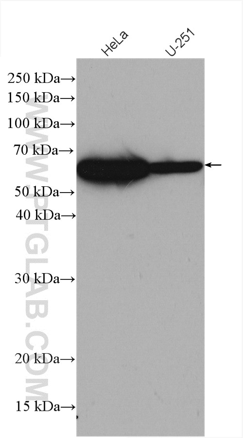 Western Blot (WB) analysis of various lysates using CABC1 Polyclonal antibody (15528-1-AP)