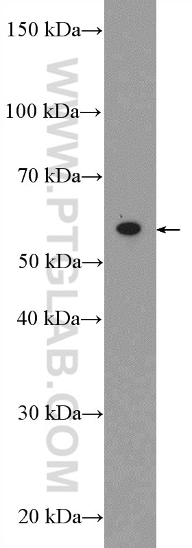 Western Blot (WB) analysis of mouse heart tissue using CABC1 Polyclonal antibody (15528-1-AP)
