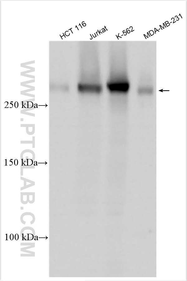 Western Blot (WB) analysis of various lysates using CABIN1 Polyclonal antibody (31409-1-AP)