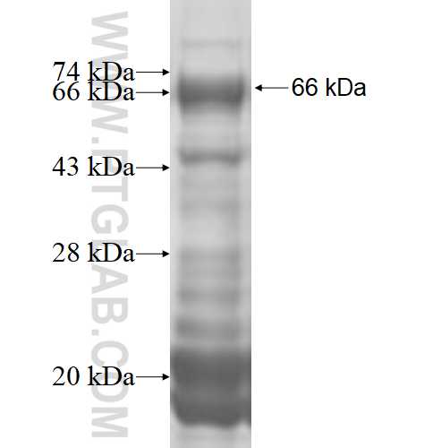 CABLES1 fusion protein Ag4251 SDS-PAGE