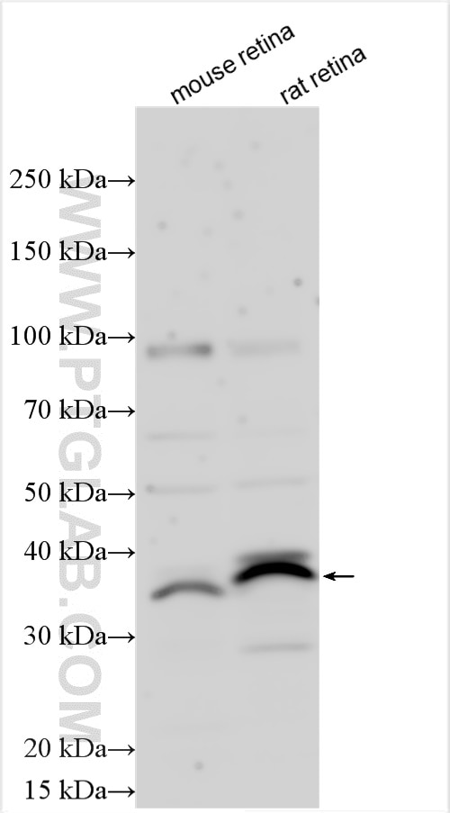 Western Blot (WB) analysis of various lysates using CABP4 Polyclonal antibody (32176-1-AP)