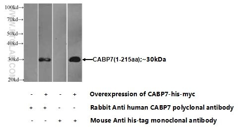 CABP7