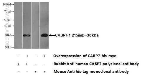 CABP7