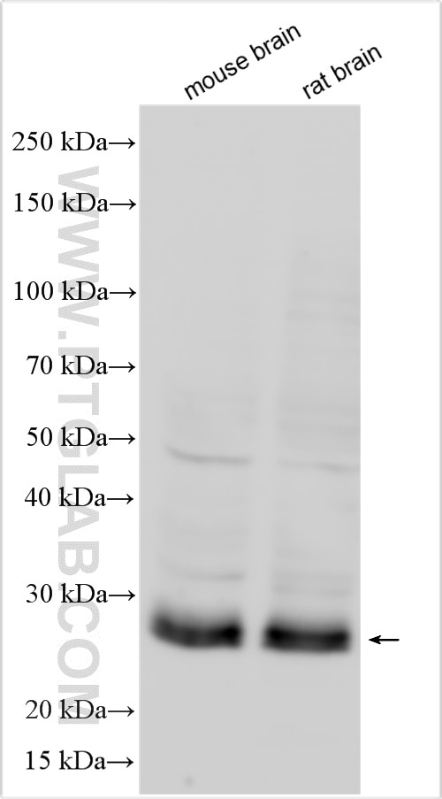 Western Blot (WB) analysis of various lysates using CABP7 Polyclonal antibody (17675-1-AP)