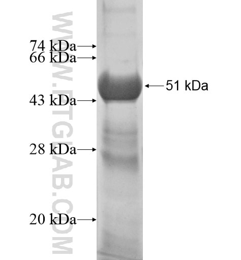 CABP7 fusion protein Ag11654 SDS-PAGE