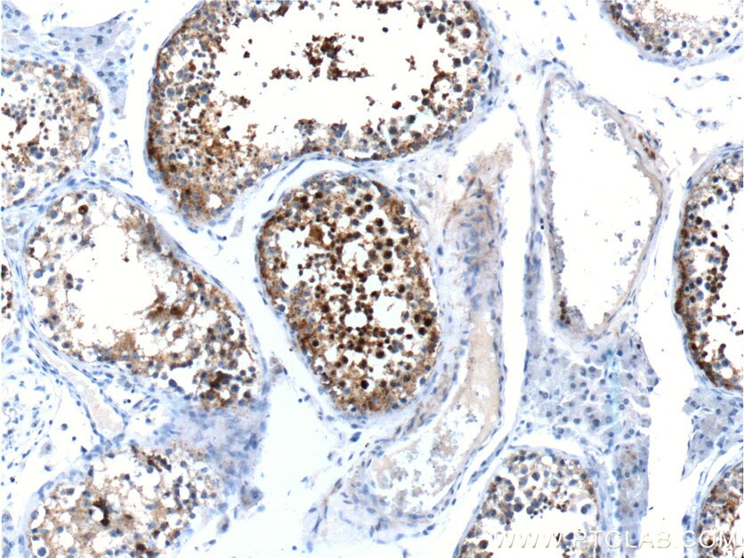 Immunohistochemistry (IHC) staining of human testis tissue using CABYR Polyclonal antibody (12351-1-AP)