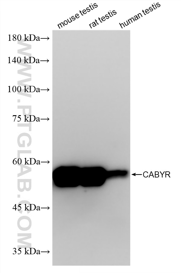 WB analysis using 87074-1-RR Western Blot (WB) analysis of various lysates using CABYR Recombinant monoclonal antibody (87074-1-RR)