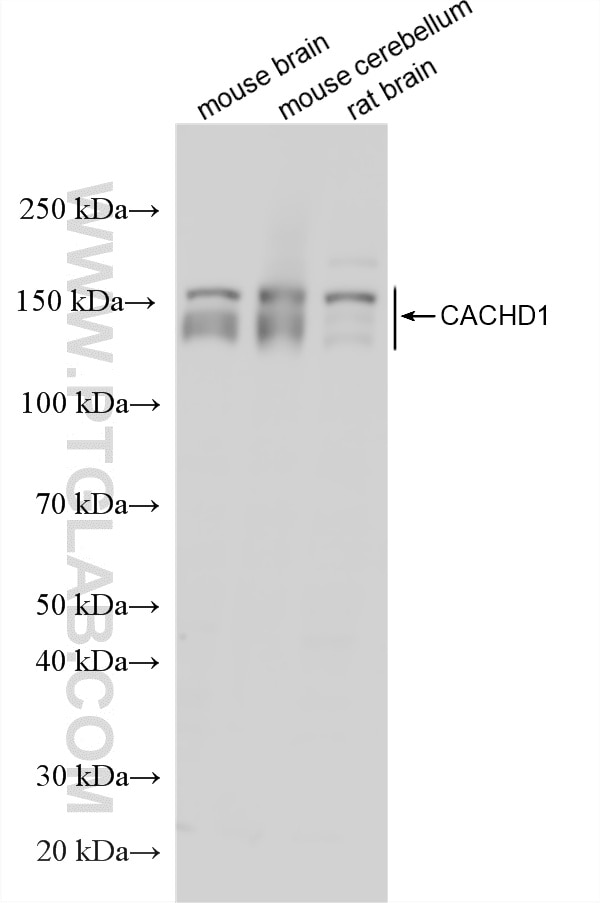 Western Blot (WB) analysis of various lysates using CACHD1 Polyclonal antibody (33104-1-AP)