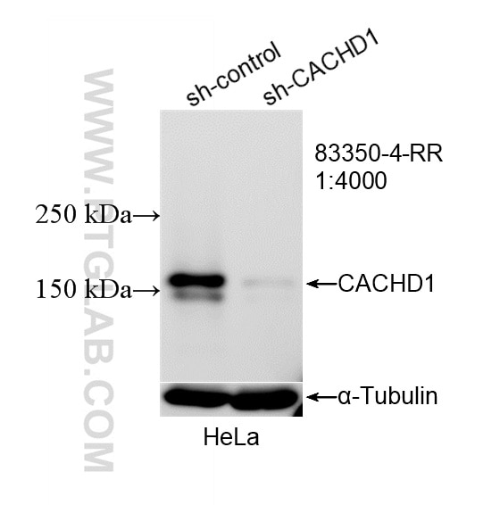Western Blot (WB) analysis of HeLa cells using CACHD1 Recombinant monoclonal antibody (83350-4-RR)