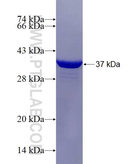 CACNA1A fusion protein Ag25943 SDS-PAGE
