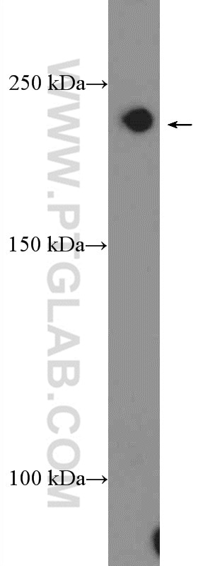 Western Blot (WB) analysis of HEK-293 cells using CACNA1D Polyclonal antibody (22276-1-AP)