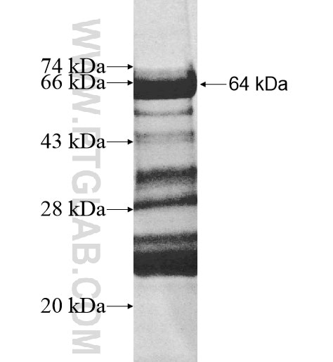 CACNA1G fusion protein Ag12188 SDS-PAGE