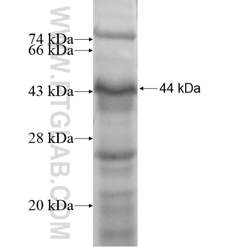 CACNA1G fusion protein Ag12398 SDS-PAGE