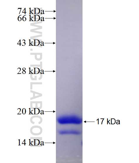 CACNA1H fusion protein Ag26700 SDS-PAGE