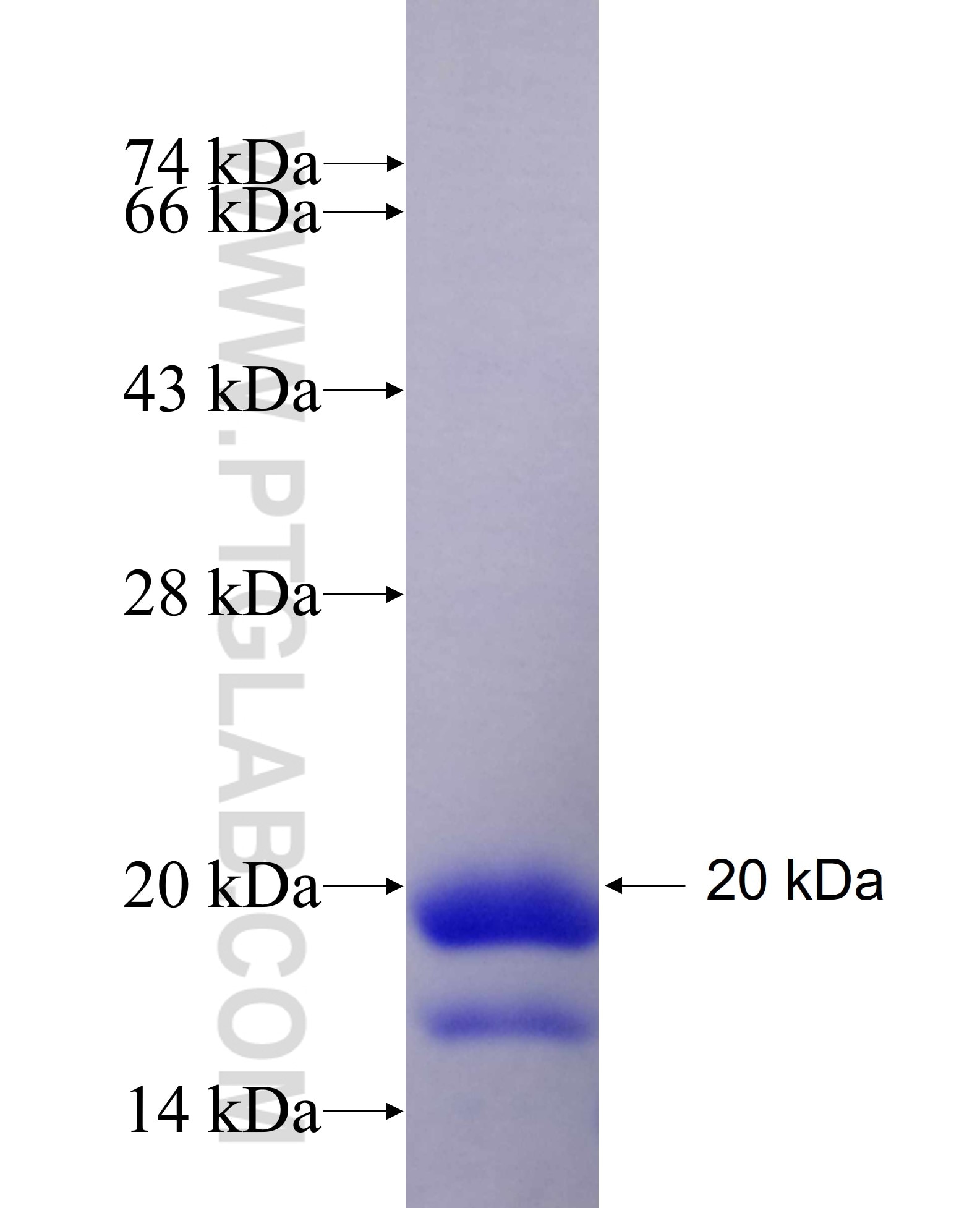 CACNA1H fusion protein Ag26700 SDS-PAGE