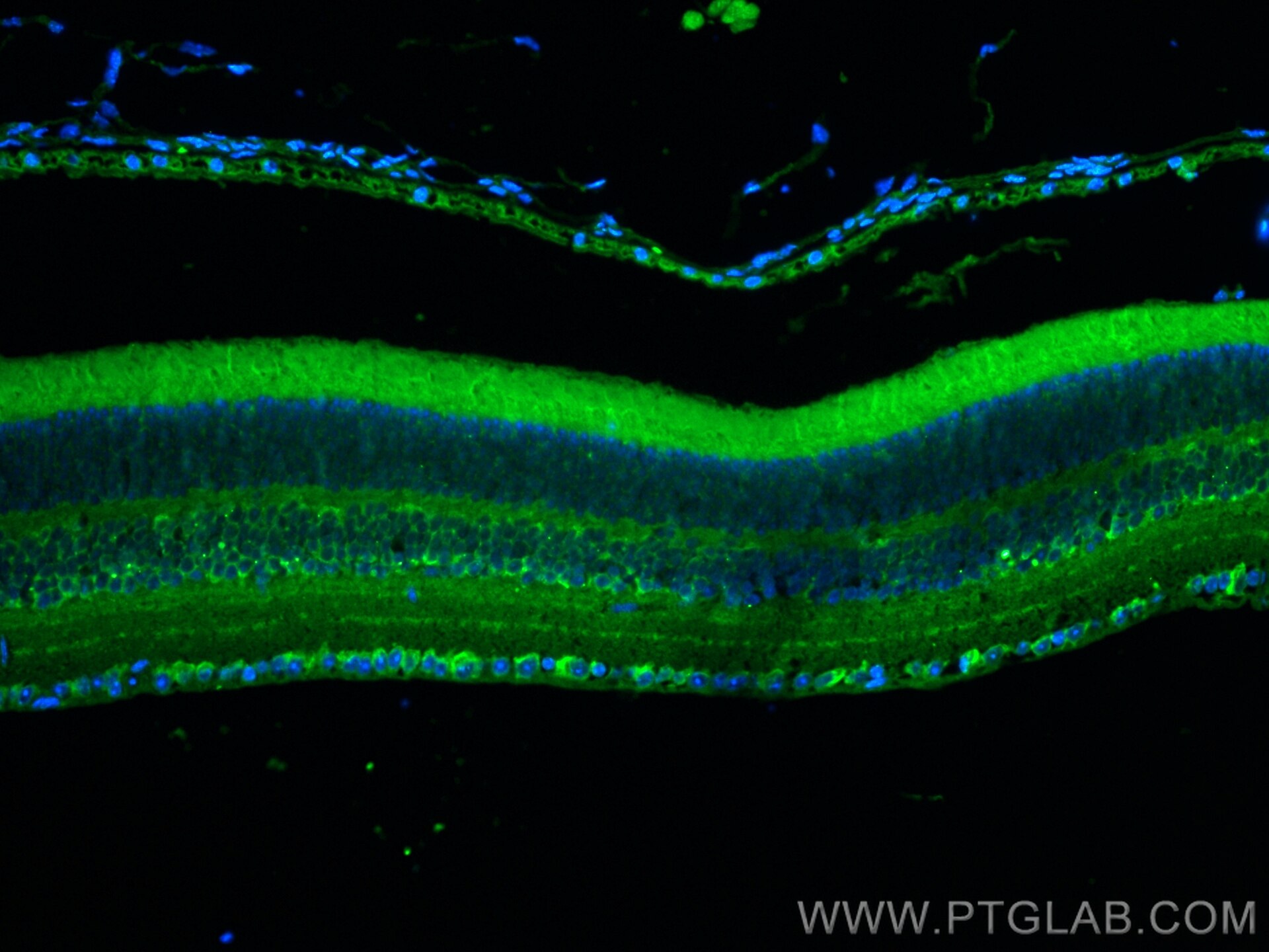 IF Staining of mouse eye using CL488-27453