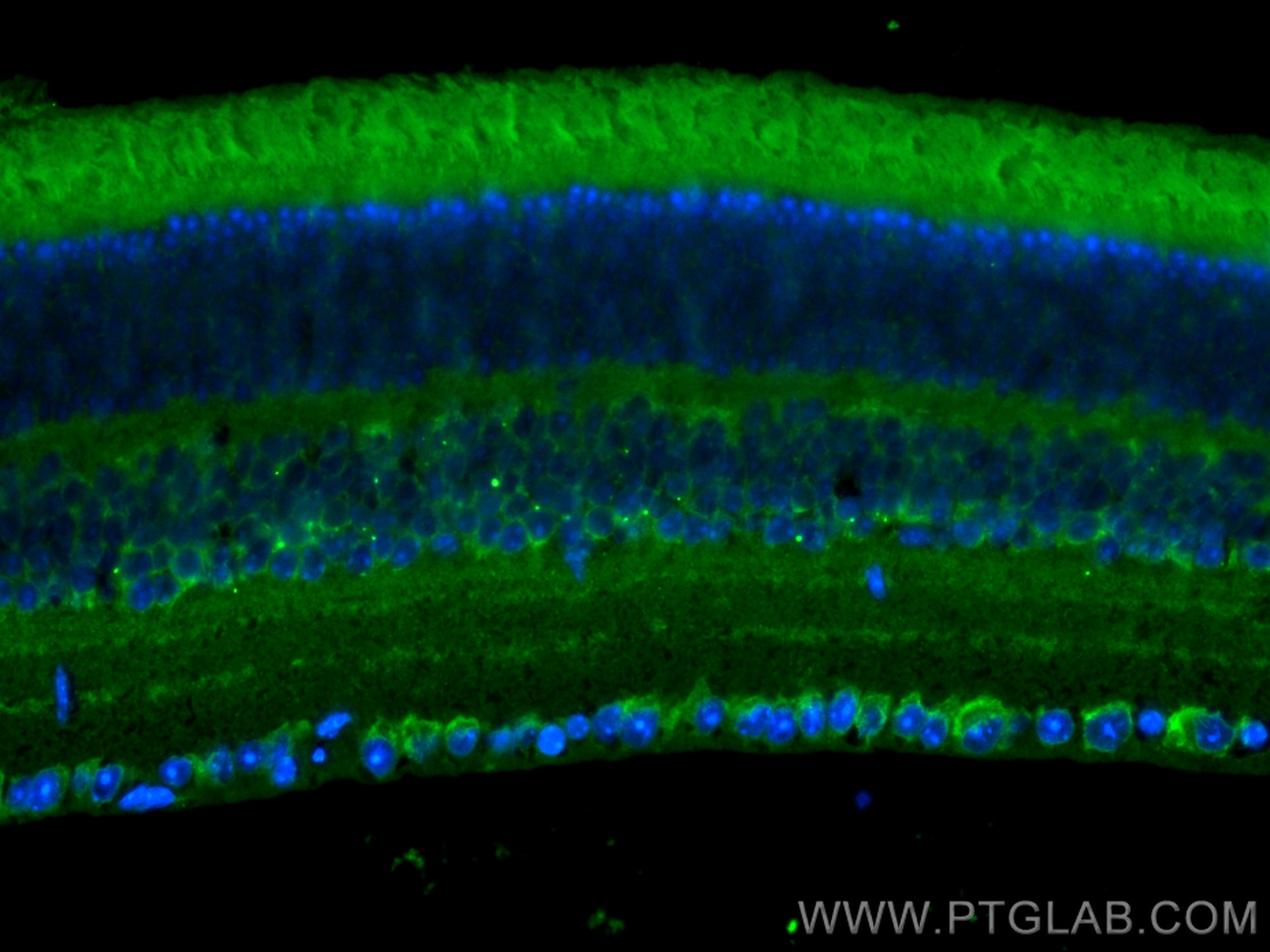 IF Staining of mouse eye using CL488-27453