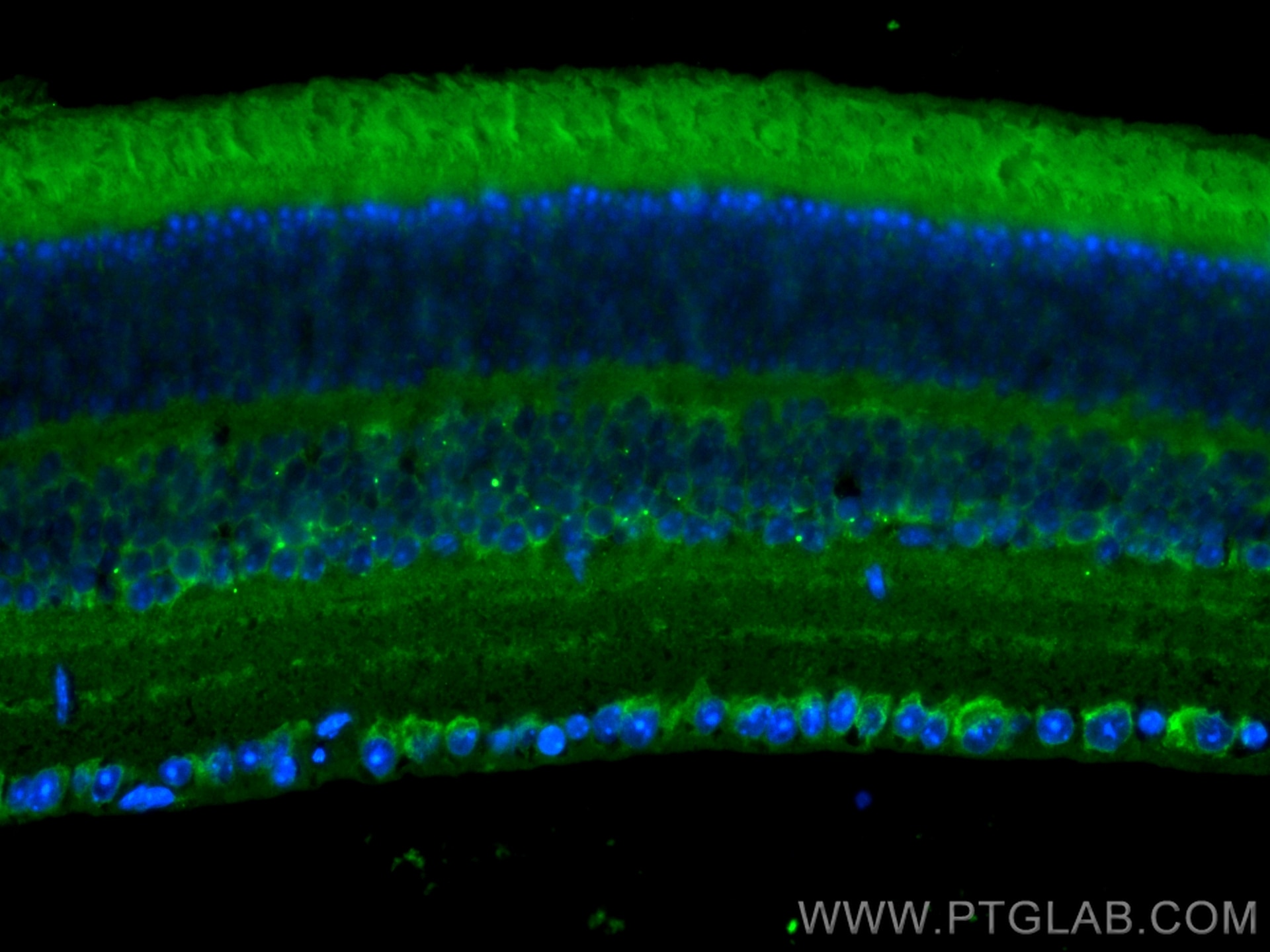 Immunofluorescence (IF) / fluorescent staining of mouse eye tissue using CoraLite® Plus 488-conjugated CACNA2D1 Polyclonal  (CL488-27453)