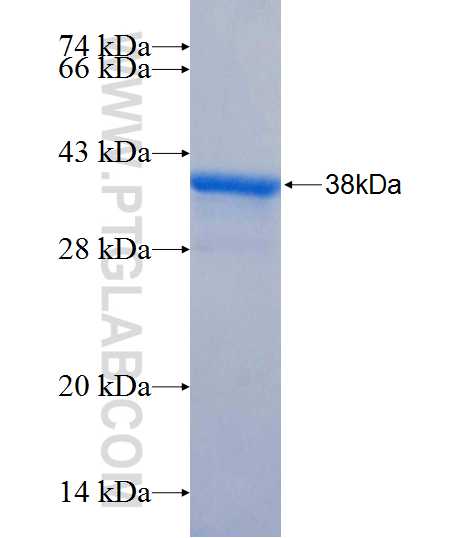 CACNA2D1 fusion protein Ag26190 SDS-PAGE