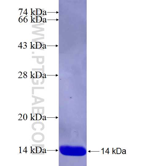 CACNA2D1 fusion protein Ag26198 SDS-PAGE