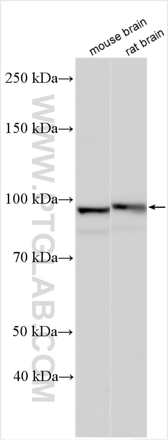 Western Blot (WB) analysis of various lysates using CACNA2D2 Polyclonal antibody (22145-1-AP)